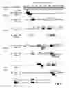 Fig. 11 - Hepadna virus core proteins as vaccine platforms and methods of use thereof