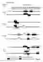 Fig. 20 - Hepadna virus core proteins as vaccine platforms and methods of use thereof