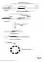 Fig. 30 - Hepadna virus core proteins as vaccine platforms and methods of use thereof