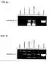 Fig. 08 - Optimizing expression of active Botulinum Toxin type E