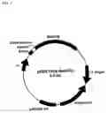Fig. 09 - Optimizing expression of active Botulinum Toxin type E