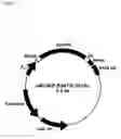 Fig. 15 - Optimizing expression of active Botulinum Toxin type E