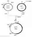 Fig. 01 - Method Of Breeding Cells To Improve Tolerance To Short Chain Fatty Acids