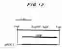 Fig. 10 - Method Of Breeding Cells To Improve Tolerance To Short Chain Fatty Acids