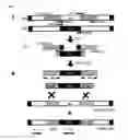 Fig. 02 - Method of conducting homologous recombination