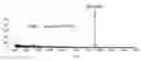 Fig. 01 - Method of mass spectrometric analysis of saccharides with aldehyde groups using labels containing a pyrene ring and a hydrazide group