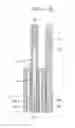 Fig. 14 - Magnetic levitation sliding structure