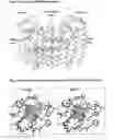 Fig. 02 - X-Ray Structure of Human Fpps and Use For Selecting Fpps Binding Compounds