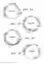 Fig. 02 - Methods of inducing mucosal immunity