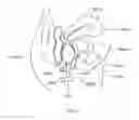 Fig. 07 - Apparatus for examining and curing urinary incontinence, and for exercising bio-feedback of women vagina muscles