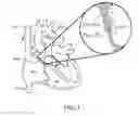 Fig. 02 - ELECTRODE APPARATUS HAVING AT LEAST ONE ADJUSTMENT ZONE