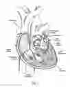 Fig. 02 - Devices, systems, and methods for reshaping a heart valve annulus