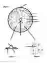 Fig. 02 - Adjustable areola and nipple prosethesis
