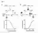 Fig. 02 - Chromosomal loci for the stringent control of gene activities via transcription activation systems