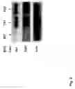 Fig. 03 - Non-antibiotic selection marker genes