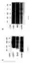 Fig. 07 - Non-antibiotic selection marker genes