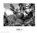 Fig. 04 - Apple Tree named 'GALAVAL'