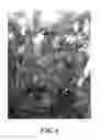 Fig. 07 - Apple Tree named 'GALAVAL'