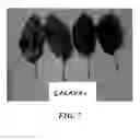 Fig. 08 - Apple Tree named 'GALAVAL'