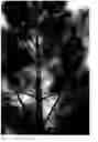 Fig. 01 - Loblolly pine tree named 'CF Q7766'