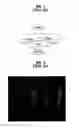 Fig. 02 - Light emitting device having vertical structure and method for manufacturing the same
