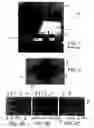 Fig. 02 - HIGH POWER COBRA INTERPOSER WTIH INTEGRATED GUARD PLATE