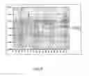 Fig. 131 - System and synchronization process for inductive loops in a multilane environment