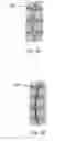 Fig. 06 - Method and system for dynamic, luminance-based color contrasting in a region of interest in a graphic image