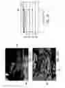 Fig. 37 - Nanowire-based transparent conductors and applications thereof