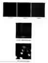 Fig. 08 - System, method, and kit for processing a magnified image of biological material to identify components of a biological object