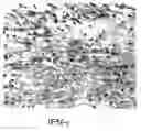 Fig. 01 - Method and pharmaceutical composition for treating inflammation