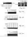Fig. 19 - Method and pharmaceutical composition for treating inflammation