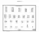 Fig. 05 - Three-dimensional tissue equivalent using macromass culture