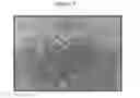 Fig. 10 - Three-dimensional tissue equivalent using macromass culture
