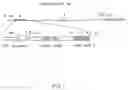 Fig. 02 -  p-Hyde sequences in the Rat