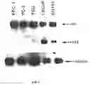 Fig. 09 -  p-Hyde sequences in the Rat