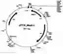 Fig. 01 - Perhydrolase