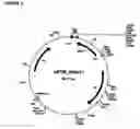 Fig. 06 - Perhydrolase