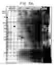 Fig. 35 - Recombinant DNA molecules encoding aminopeptidase enzymes and their use in the preparation of vaccines against helminth infections