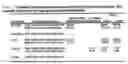 Fig. 40 - Dosage Form Containing Oxycodone and Naloxone