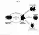 Fig. 07 - Compositions, methods, and devices for treating liver disease