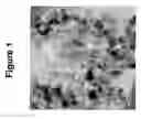 Fig. 02 - Hollow silica nanoparticles as well as synthesis processes and applications thereof
