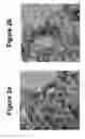 Fig. 03 - Hollow silica nanoparticles as well as synthesis processes and applications thereof