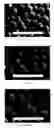 Fig. 02 - Toner particles of controlled morphology