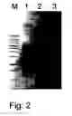 Fig. 03 - Methods of cDNA preparation