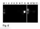 Fig. 07 - Methods of cDNA preparation