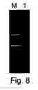 Fig. 09 - Methods of cDNA preparation