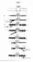Fig. 02 - METHOD FOR EFFICIENTLY DETECTING DOUBLE-STRANDED NUCLEIC ACID