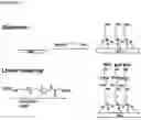Fig. 03 - Molecular microarrays and helical peptides