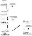 Fig. 08 - Molecular microarrays and helical peptides